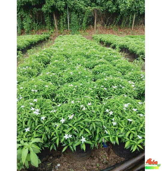 Cây Hoa Nhài Ta có hương thơm thanh khiết