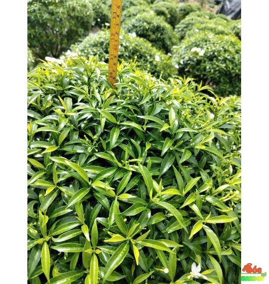 Cây Hoa Nhài Ta có hương thơm thanh khiết