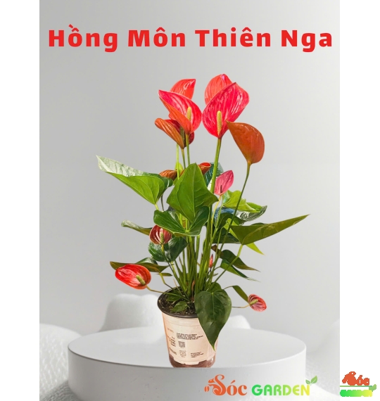 CÂY HOA HỒNG MÔN THIÊN NGA TINH TẾ - THANH LỊCH 