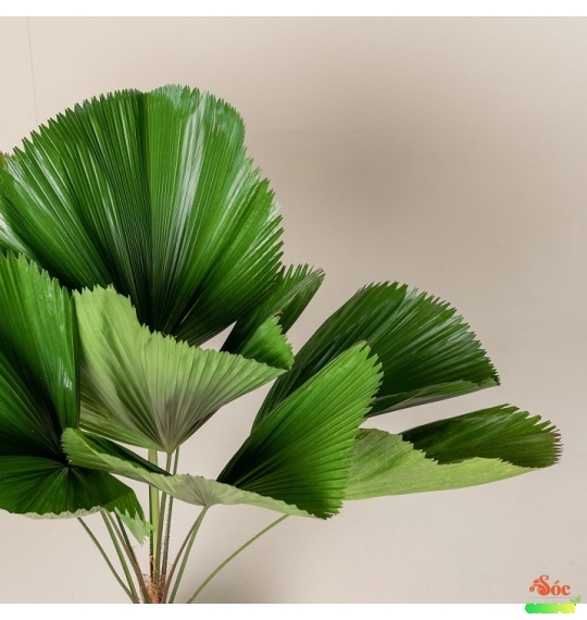 Cây Cọ Nhật - Kè Nhật: Biểu Tượng Của Sự Sang Trọng và Phú Quý