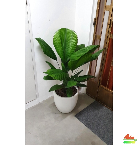 Cây Cọ Nhật - Kè Nhật: Biểu Tượng Của Sự Sang Trọng và Phú Quý