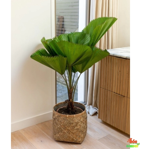Cây Cọ Nhật - Kè Nhật: Biểu Tượng Của Sự Sang Trọng và Phú Quý