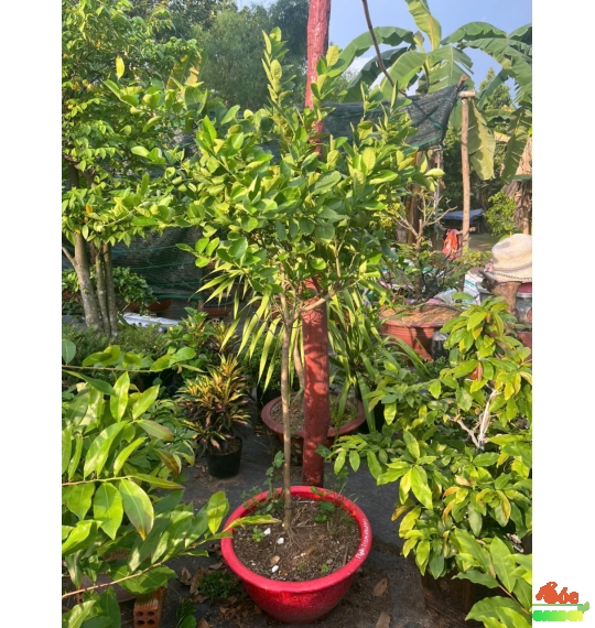 Cây Khế Chua xanh mát - trồng là có trái