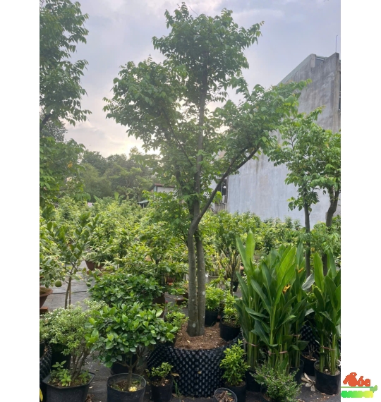 Cây Khế Chua xanh mát - trồng là có trái