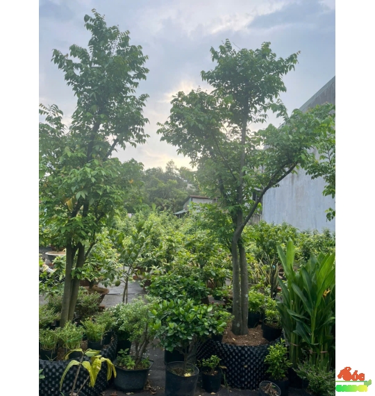 Cây Khế Chua xanh mát - trồng là có trái