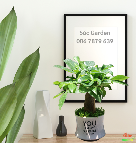 Cây Kim Ngân để bàn: Lựa chọn hoàn hảo cho không gian sống và công việc