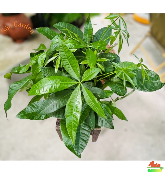 CÂY KIM NGÂN CỦ 3 THÂN ĐỂ BÀN – BIỂU TƯỢNG PHONG THỦY 3 LỘC PHÁT