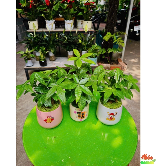 Cây Kim Ngân 3 thân để bàn phủ cỏ may mắn 