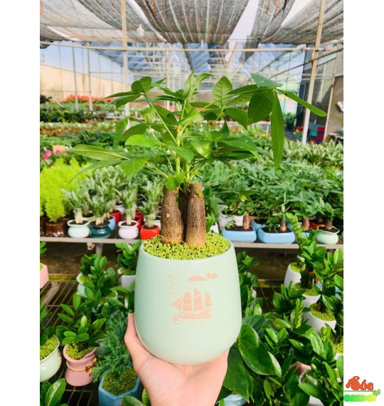 Cây Kim Ngân 3 thân để bàn phủ cỏ may mắn 