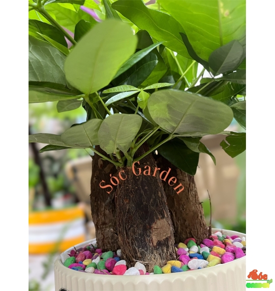 CÂY KIM NGÂN CỦ 3 THÂN ĐỂ BÀN – BIỂU TƯỢNG PHONG THỦY 3 LỘC PHÁT