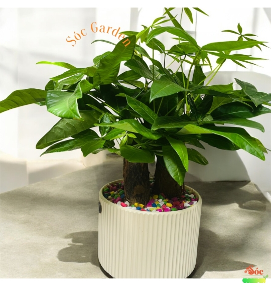 CÂY KIM NGÂN CỦ 3 THÂN ĐỂ BÀN – BIỂU TƯỢNG PHONG THỦY 3 LỘC PHÁT