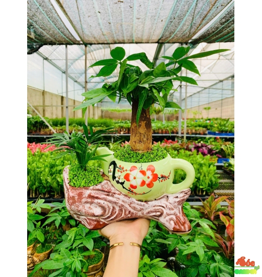 Cây Kim Ngân Ấm trà (size lớn) để bàn hợp phong thuỷ với người kinh doanh