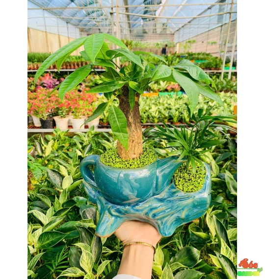 Cây Kim Ngân Ấm trà (size lớn) để bàn hợp phong thuỷ với người kinh doanh