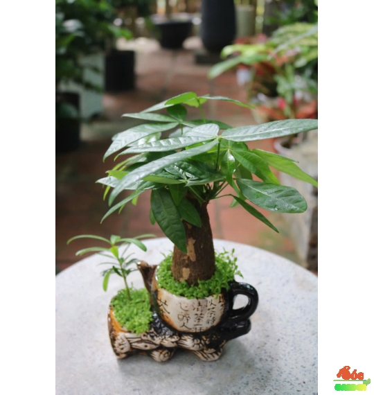 Cây Kim Ngân ấm trà để bàn hợp phong thuỷ với tuổi nào