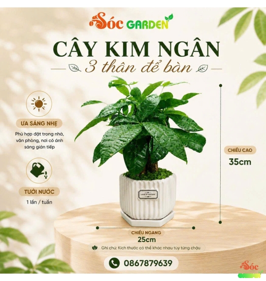 Cây Kim Ngân 3 thân để bàn phủ cỏ may mắn 