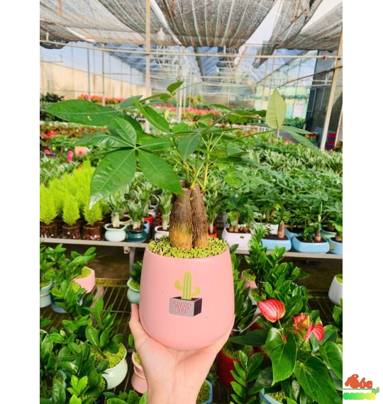 Cây Kim Ngân 3 thân để bàn phủ cỏ may mắn 