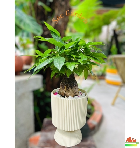 Chậu Kim Ngân củ đại để bàn - Đơn giản và Tinh tế 