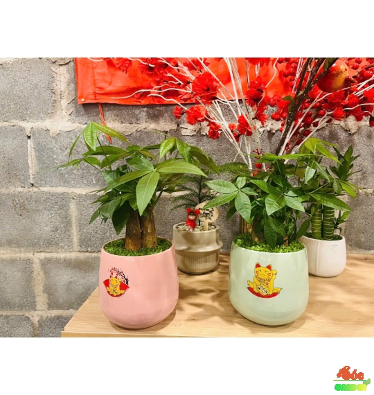 Cây Kim Ngân 3 thân để bàn phủ cỏ may mắn 