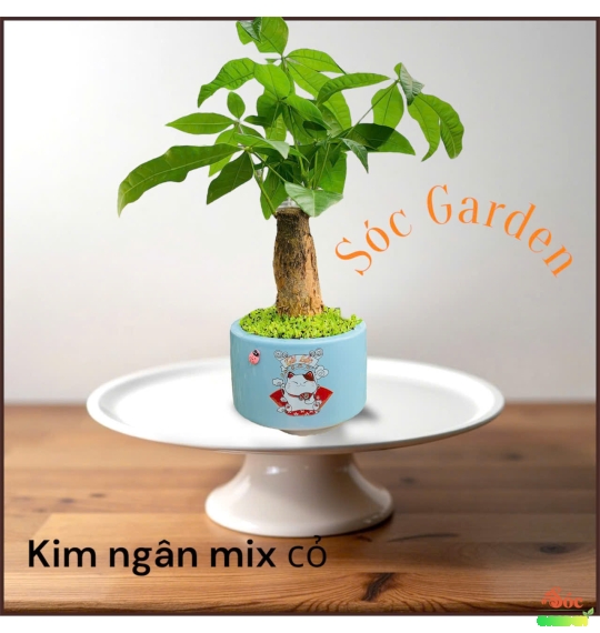 Cây Kim Ngân để bàn: Lựa chọn hoàn hảo cho không gian sống và công việc