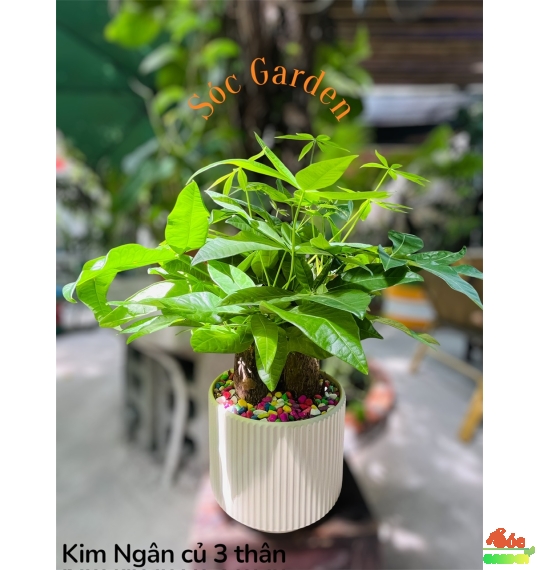 CÂY KIM NGÂN CỦ 3 THÂN ĐỂ BÀN – BIỂU TƯỢNG PHONG THỦY 3 LỘC PHÁT