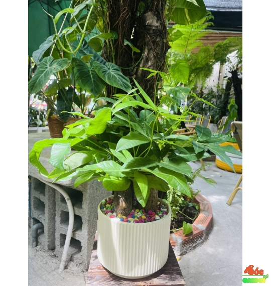CÂY KIM NGÂN CỦ 3 THÂN ĐỂ BÀN – BIỂU TƯỢNG PHONG THỦY 3 LỘC PHÁT