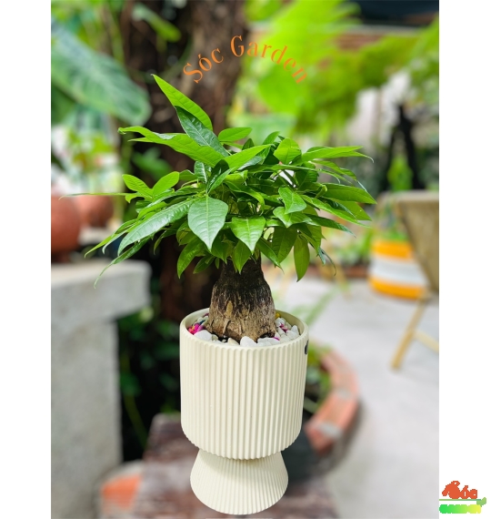 CÂY KIM NGÂN CỦ 3 THÂN ĐỂ BÀN – BIỂU TƯỢNG PHONG THỦY 3 LỘC PHÁT