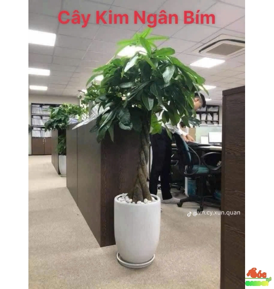 Cây Kim Ngân Thắt Bím Món Quà Sang Trọng Cho Đối Tác