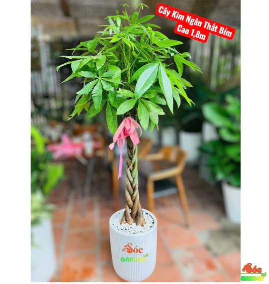 CÂY KIM NGÂN THẮT BÍM – VẺ ĐẸP SANG TRỌNG & MAY MẮN