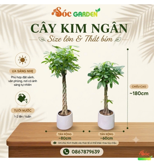 Cây Kim Ngân Thắt Bím Quà Tặng Sang Trọng