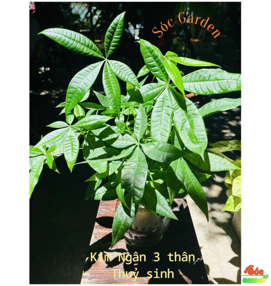 CÂY KIM NGÂN THỦY SINH ĐỂ BÀN – THANH LỌC KHÔNG KHÍ, ĐẠI DIỆN CHO TÀI LỘC