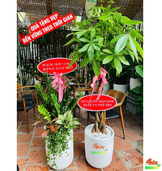 CÂY KIM NGÂN THẮT BÍM – VẺ ĐẸP SANG TRỌNG & MAY MẮN