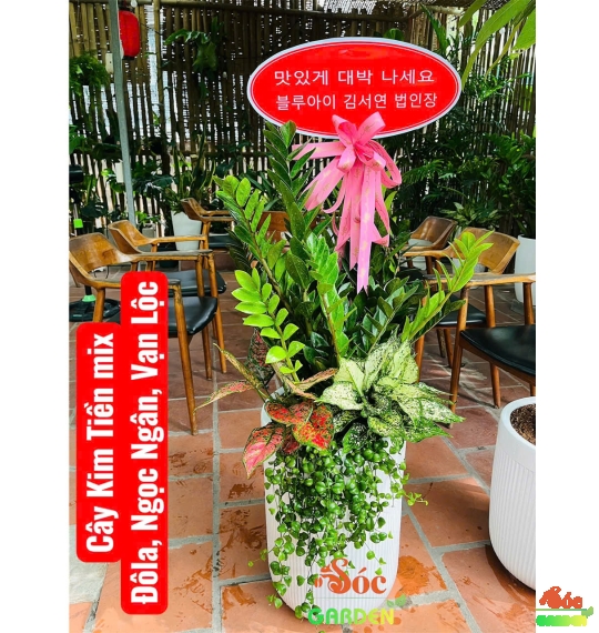 Cây Kim Tiền Phối Kết – Quà Tặng Sang Trọng, Chiêu Tài Phát Lộc