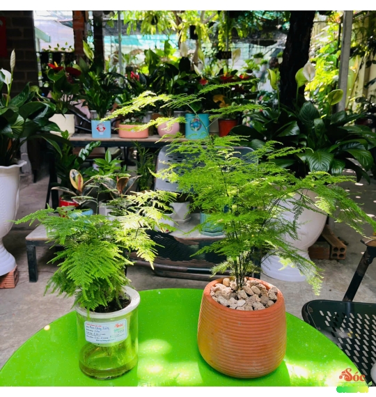 Cây Kim Thuỷ Tùng Thủy Sinh và Trồng Đất