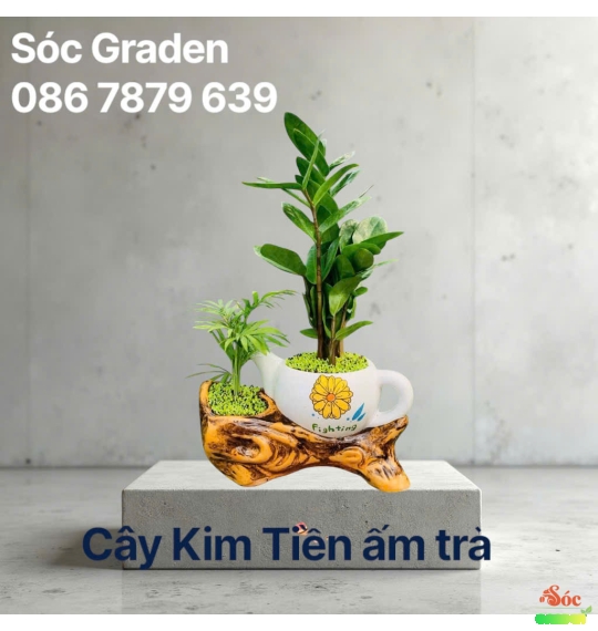 Cây Kim Ngân Ấm trà (size lớn) để bàn hợp phong thuỷ với người kinh doanh