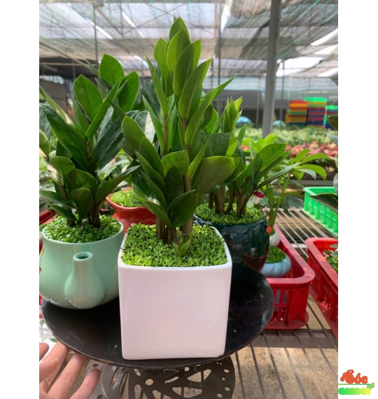 CÂY KIM TIỀN MINI ĐỂ BÀN PHỦ CỎ MAY MẮN 