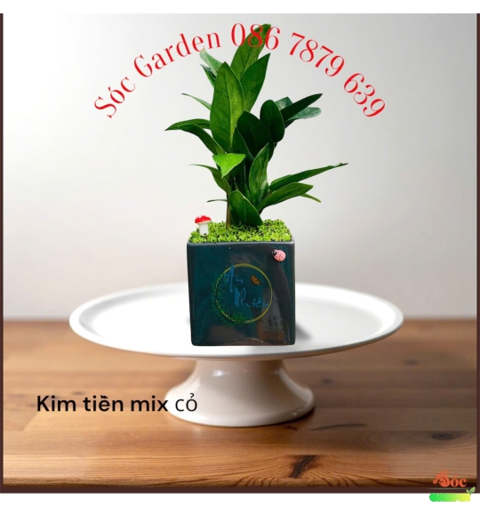 Cây Kim Tiền: Lựa chọn phong thủy hoàn hảo cho văn phòng và góc làm việc