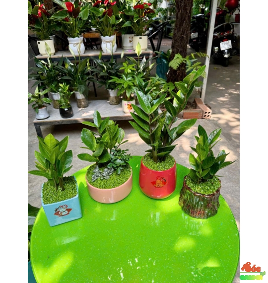 CÂY KIM TIỀN MINI ĐỂ BÀN PHỦ CỎ MAY MẮN 