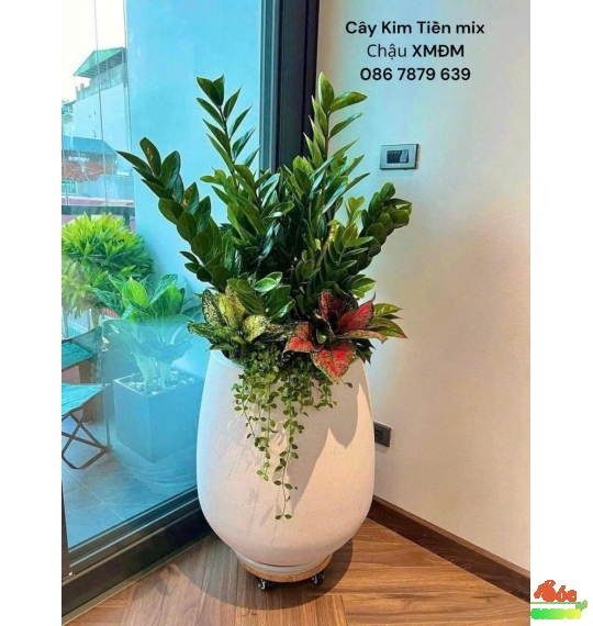 Chậu Xi Măng Đá Mài Giọt Nước 45x80