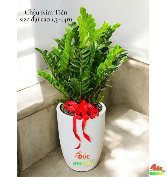 Cây Kim Tiền cao 1,3-1,4m lựa chọn hoàn hảo làm quà khai trương