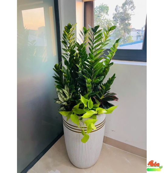 Cây Kim Tiền Phối Kết Quà Tặng Đẹp Sang Trọng