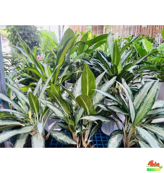 Cây Giữ Tiền - Loài Cây Phong Thủy Mang Lại May Mắn, Tài Lộc Cho Người Kinh Doanh