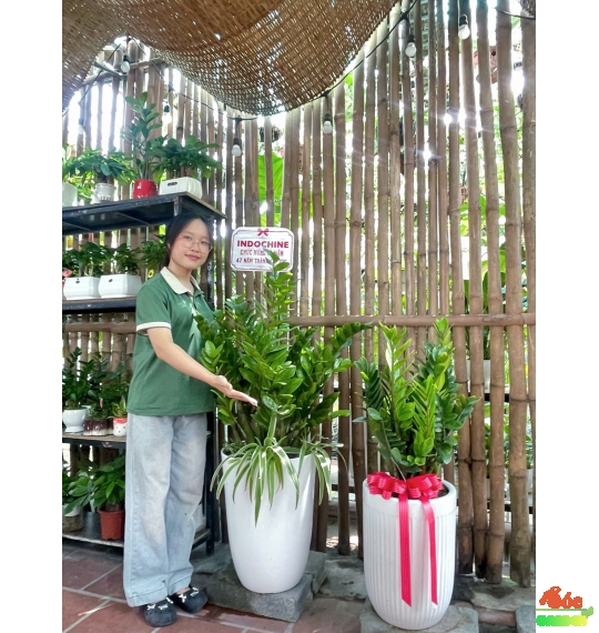 Cây Kim Tiền lựa chọn phong thủy hoàn hảo cho văn phòng