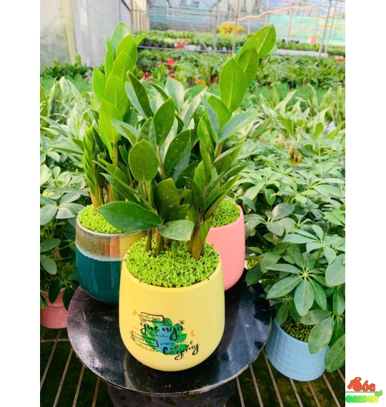 CÂY KIM TIỀN MINI ĐỂ BÀN PHỦ CỎ MAY MẮN 