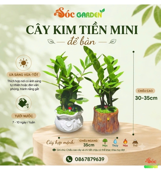 CÂY KIM TIỀN MINI ĐỂ BÀN PHỦ CỎ MAY MẮN 