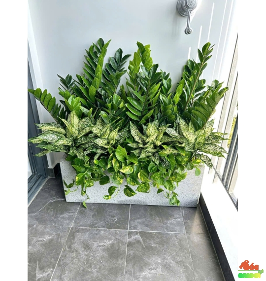 Cây Kim Tiền Phối Kết Quà Tặng Đẹp Sang Trọng