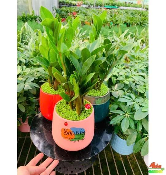 CÂY KIM TIỀN MINI ĐỂ BÀN PHỦ CỎ MAY MẮN 