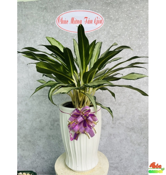 Cây Giữ Tiền - Loài Cây Phong Thủy Mang Lại May Mắn, Tài Lộc Cho Người Kinh Doanh