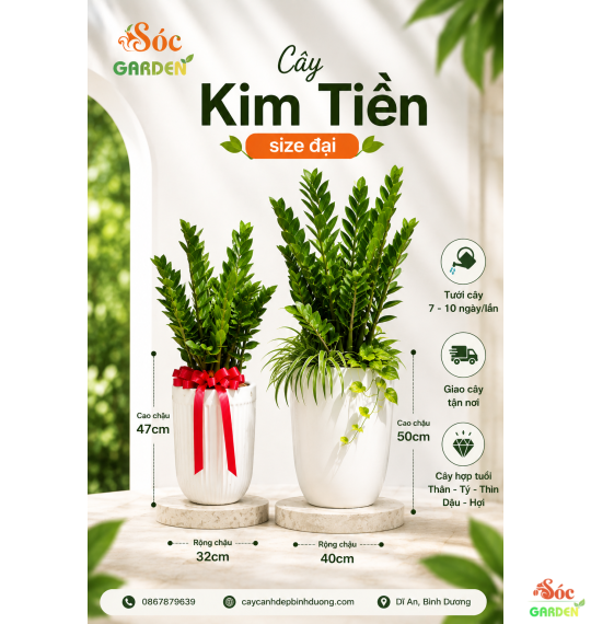 Cây Kim Tiền đại giá chỉ 350k cây to đẹp, giá rẻ