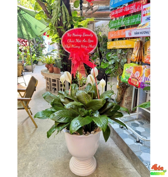 LAN Ý SADEC LÀM QUÀ TẶNG SANG TRỌNG - HIỆN ĐẠI 