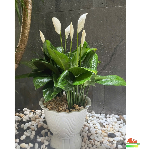 LAN Ý SADEC LÀM QUÀ TẶNG SANG TRỌNG - HIỆN ĐẠI 